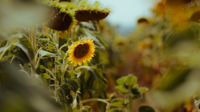 電話占いヴェルニ このえ先生