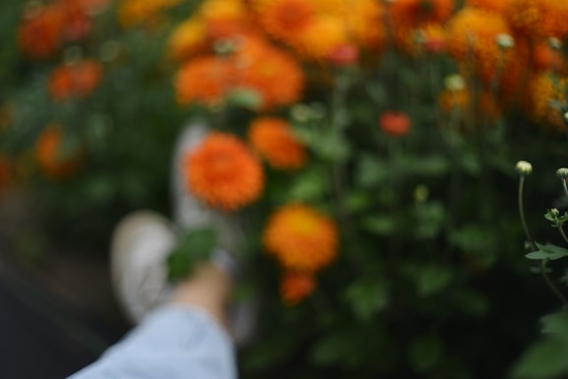 電話占いウィル エリス富本先生